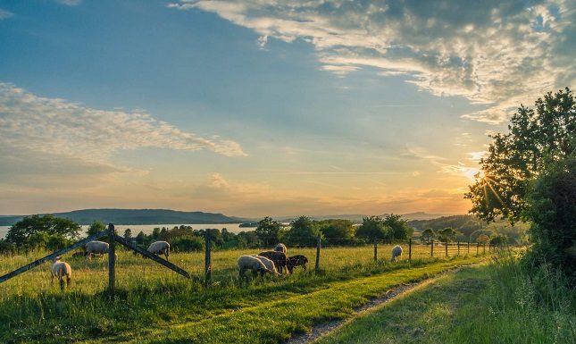 5 Best Small-Scale Farming Ideas