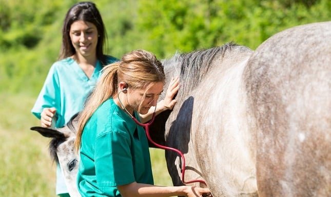 Disability Insurance For Soon To Be Veterinarians: Is It Necessary For A Pet Care Business?