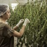 5 Trends to Keep an Eye on in the Cannabis Industry in 2022
