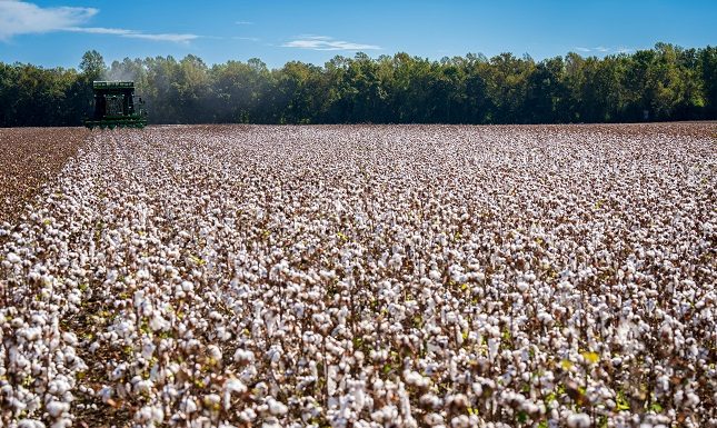 What is the Function of the Doffer in a Cotton Harvester?