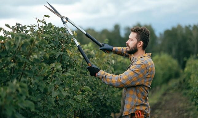 Precision By Nature: A Sharp Approach To Tree Trimming For Lasting Impact