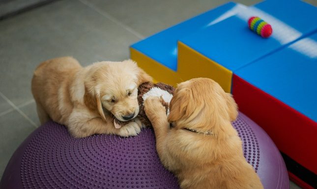 7 Steps Doggy Daycare Services Take To Ensure Safety