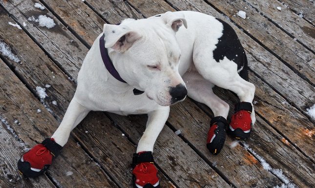 10 Features To Look For In Durable Dog Boots