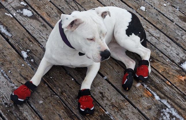 10 Features To Look For In Durable Dog Boots