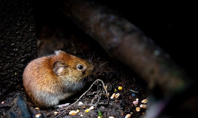 10 Signs That Say You Have To Call Rat Removal Services