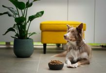 Digestive Issues In Dogs: A Practical Guide For Busy Dog Parents