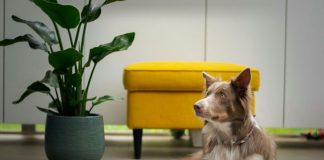 Digestive Issues In Dogs: A Practical Guide For Busy Dog Parents