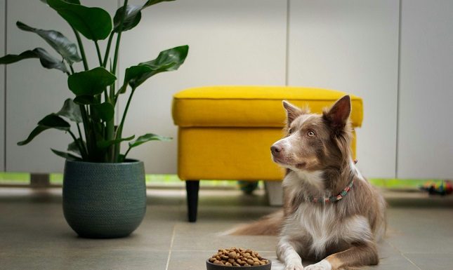 Digestive Issues In Dogs: A Practical Guide For Busy Dog Parents