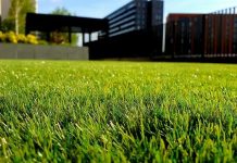 How to Keep a Drought-Tolerant Lawn Looking Its Best Through the Hottest Months