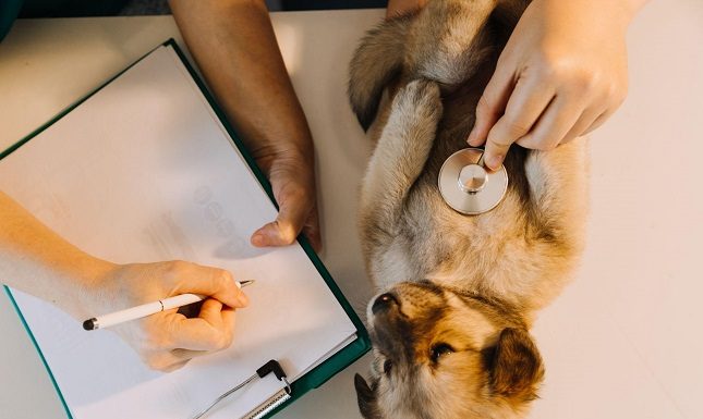 Why Waiting Periods Catch Pet Owners Off Guard: What to Do