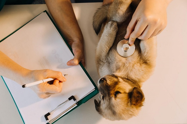 Why Waiting Periods Catch Pet Owners Off Guard What to Do